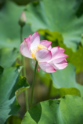 夏日午后池塘里盛开的粉色荷花图片